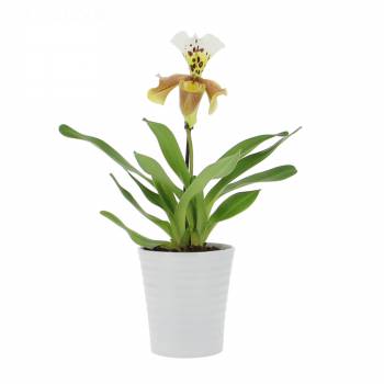 Orchidée - Sabot de Vénus