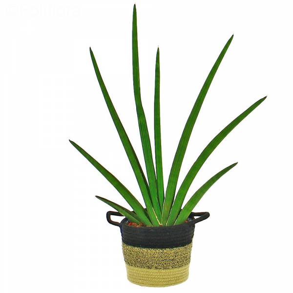 Sanseveria-handdruk