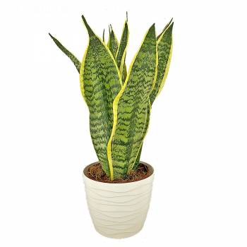 Plant - Sansevieria