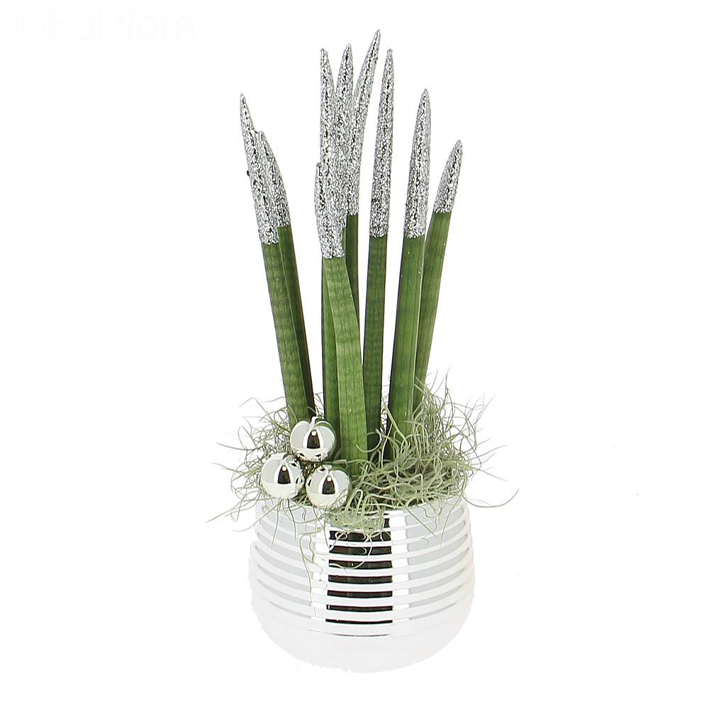 Sansevieria Cylindrica Paillet - Green Plant Delivery - Foliflora