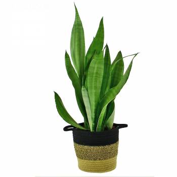 Green plant - Sansevieria Moonshine