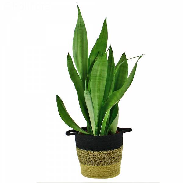 Sansevieria-Mondschein