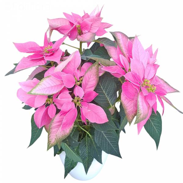 Poinsettia Rose