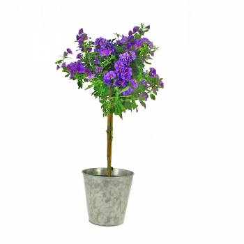 Flowering plant - Gentian tree