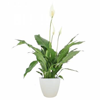 Plante fleurie - Spathiphyllum