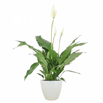 Envoi express : Spathiphyllum