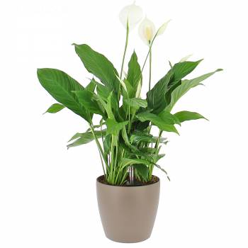 Plante de bureau - Spathiphyllum en Bac à réserve d'eau