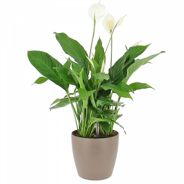 Spathiphyllum in water reserve tank