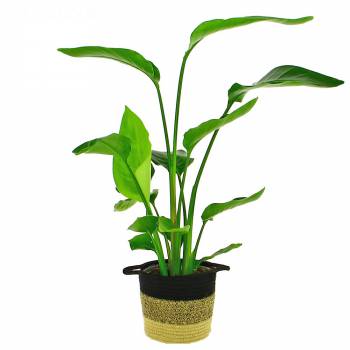 Plante verte - Strelitzia Augusta