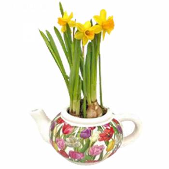 Flowering plant - Daffodil Teapot