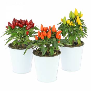 Fruitier - Piments décoratifs