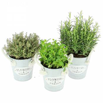 Livraison express : Trio de Plantes Aromatiques