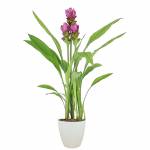 tulipes-thailandaises-3