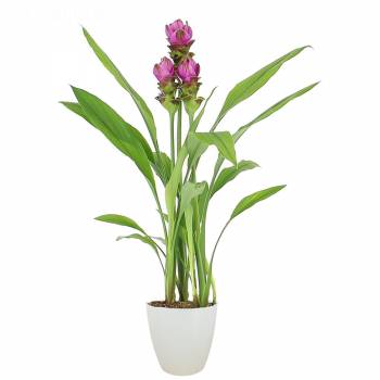 Planta com flores - Tulipas Tailandesas