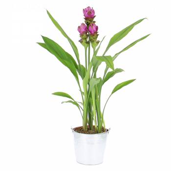 All products - Thai tulips