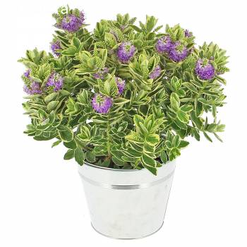 Flowering plant - Véronique Panachée
