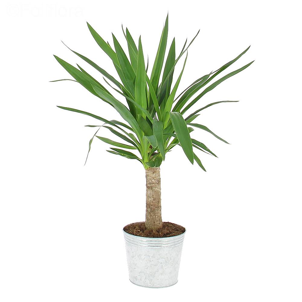 Livraison yucca - Plante verte - Foliflora