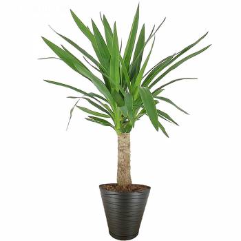 Green plant - Yucca