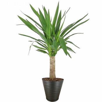 Livraison en moins de 24h : Yucca