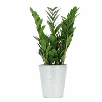 Green plant - Zamioculcas