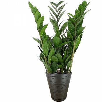Green plant - Zamioculcas