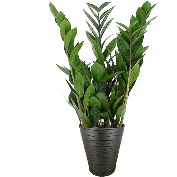 Zamioculcas