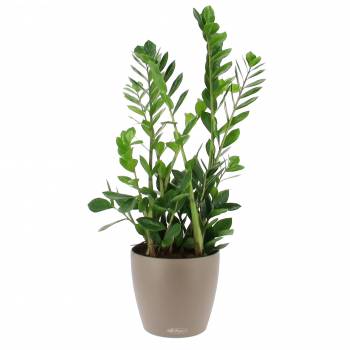 Office plant - Zamioculcas in water reserve tank