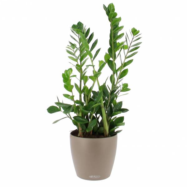 Zamioculcas en tanque de agua