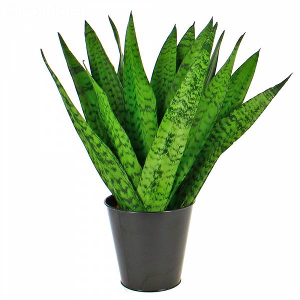 Sansevieria Zeylanica hayranı